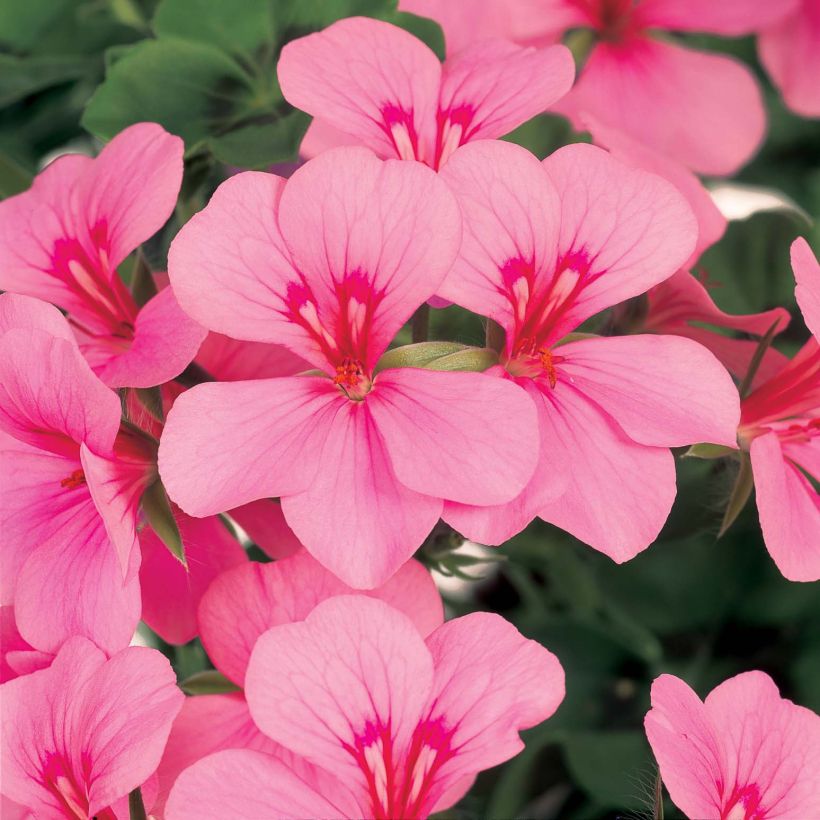 Pelargonium peltatum Pink Light - Hanggeranium (Bloei)