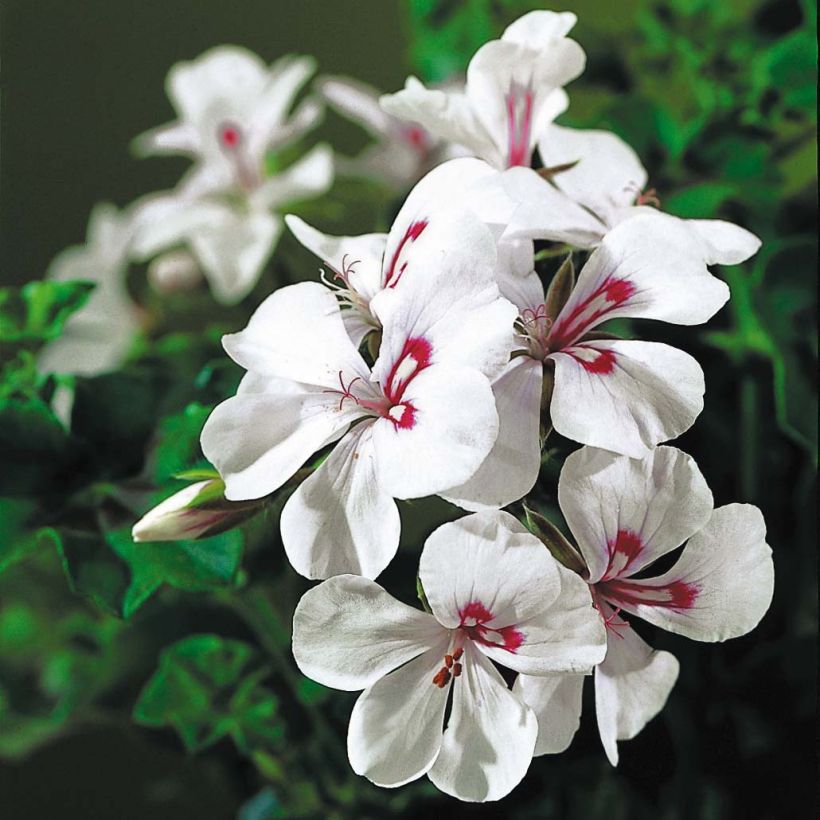 Pelargonium peltatum Rainbow White - Hanggeranium (Bloei)