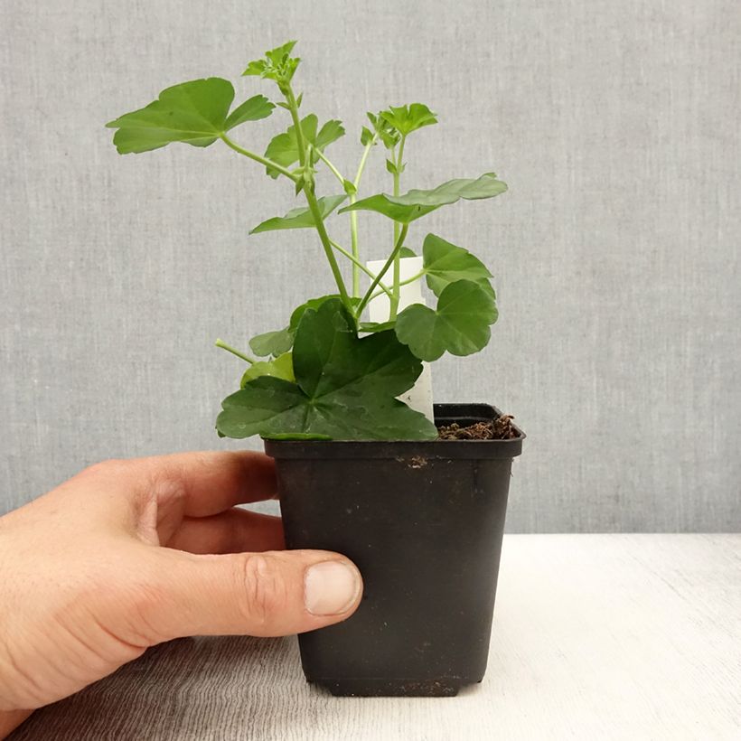 Exemplaar van Pelargonium peltatum Roi des Balcon Desrumeaux - Hanggeranium Kweekpotje van 8/9 cm zoals geleverd in de lente