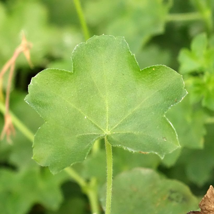 Pelargonium peltatum Roi des Balcon Lilas - Hanggeranium (Blad)