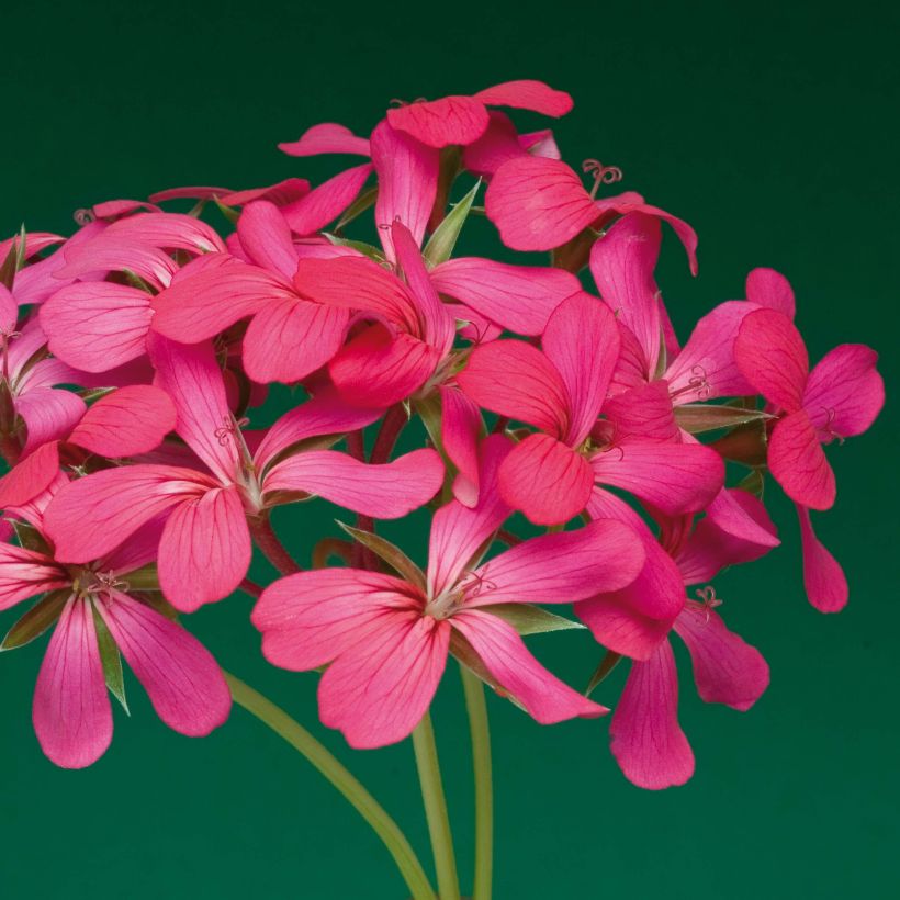 Pelargonium Roi des Balcons Noa - Hanggeranium (Bloei)