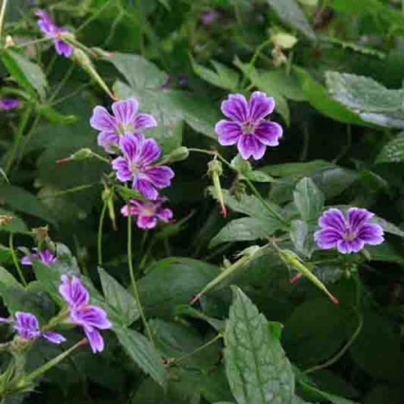 Geranium nodosum Clos du Coudray - Ooievaarsbek (Bloei)