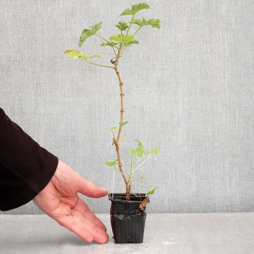 Exemplaar van Pelargonium capitatum - Geurgeranium Kweekpotje van 7/8 cm zoals geleverd in de winter