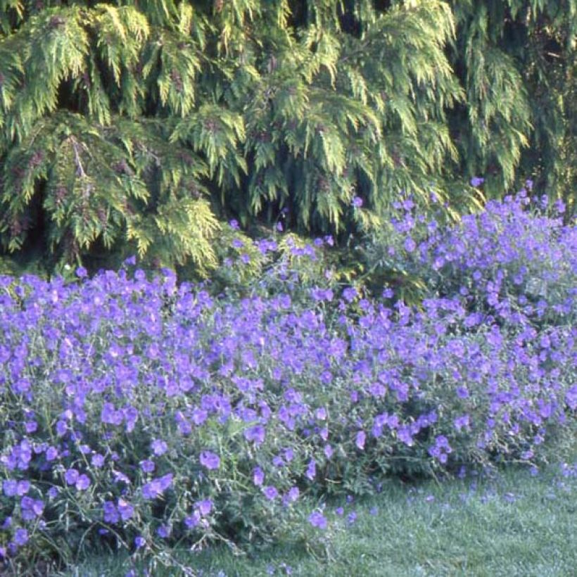 Geranium Orion - Ooievaarsbek (Groeiplaats)