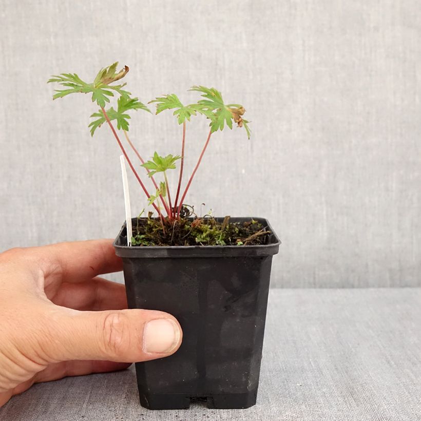 Exemplaar van Geranium pratense Else Lacey - Beemdooievaarsbek Kweekpotje van 8/9 cm zoals geleverd in de zomer