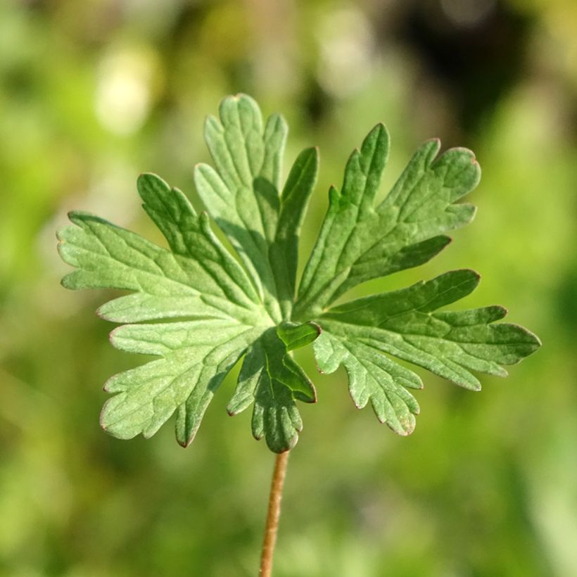 Geranium pratense Else Lacey - Beemdooievaarsbek (Blad)
