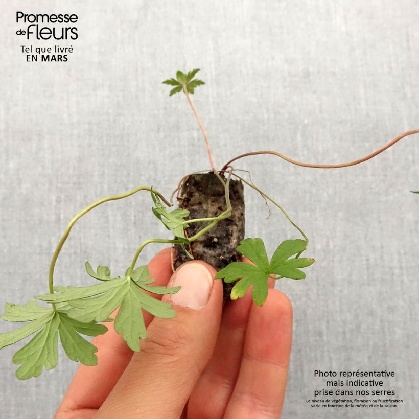 Exemplaar van Geranium pratense Else Lacey - Beemdooievaarsbek Mini-mot Ø 1,5/2,5 cm zoals geleverd in de lente