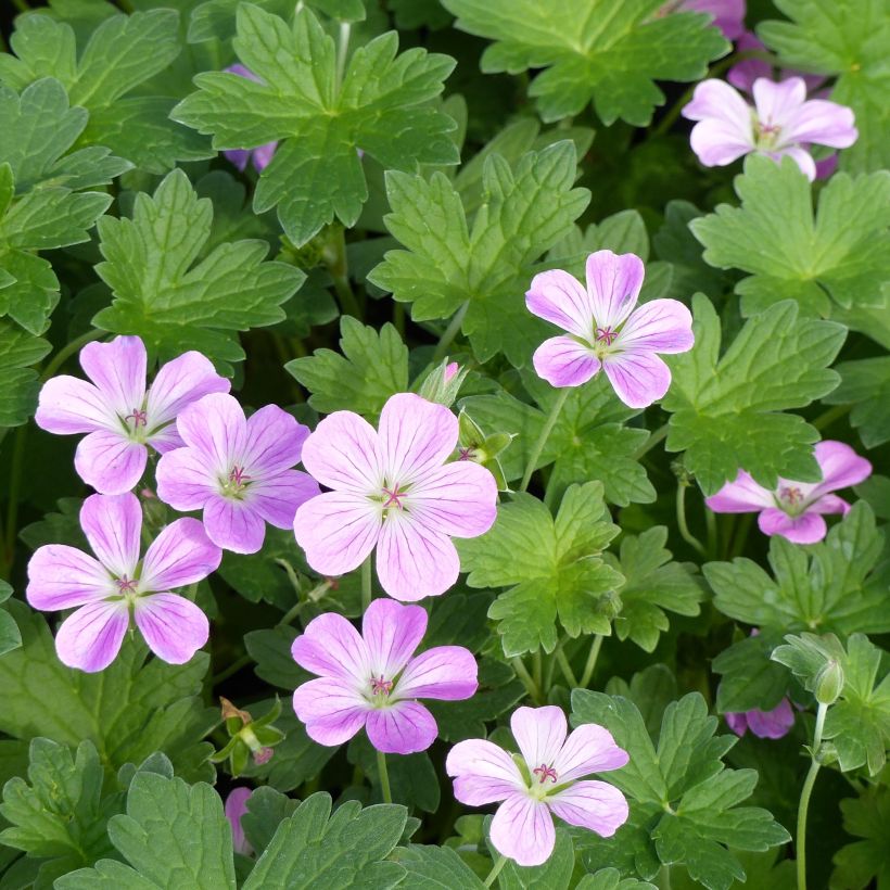 Geranium riversleaianum Mavis Simpson - Ooievaarsbek (Bloei)