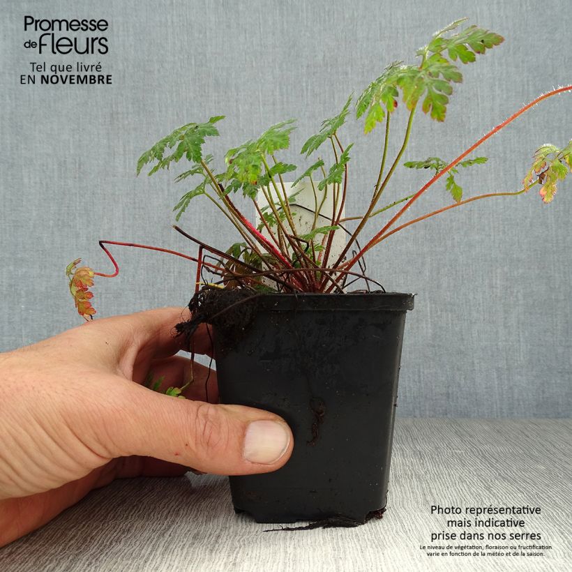 Exemplaar van Geranium robertianum - Géranium Herbe à Robert Godet de 8/9 cm zoals geleverd in de herfst