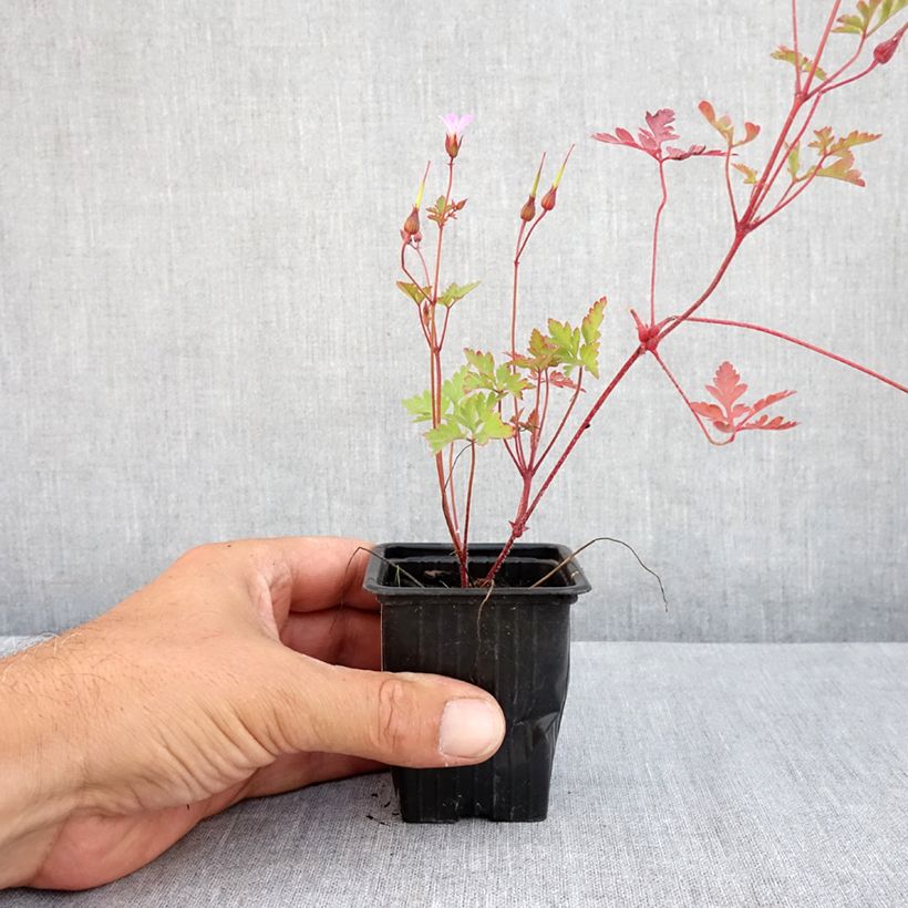 Exemplaar van Geranium robertianum - Robertskruid Kweekpotje van 8/9 cm zoals geleverd in de zomer