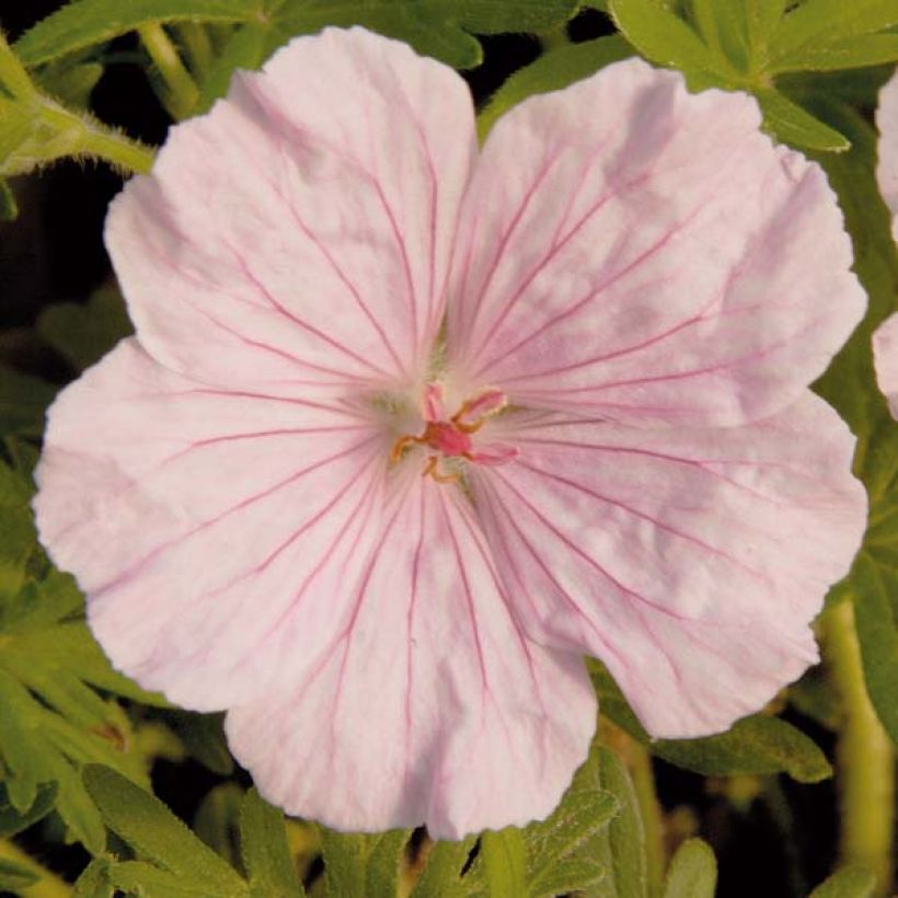 Geranium sanguineum var. striatum - Bloedooievaarsbek (Bloei)