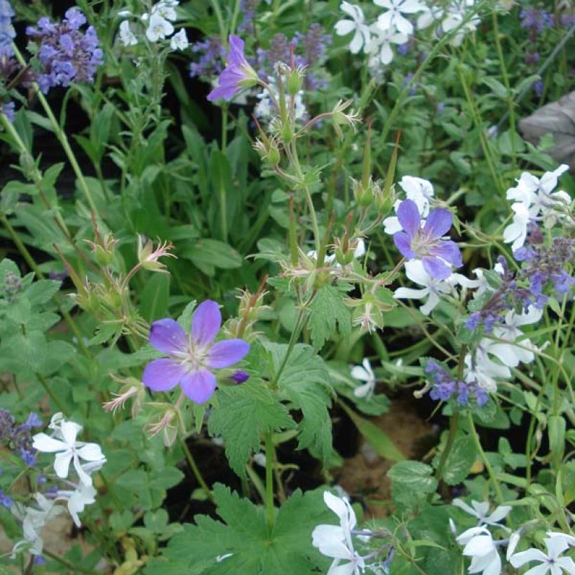 Geranium sylvaticum Ice Blue - Bosooievaarsbek (Groeiplaats)