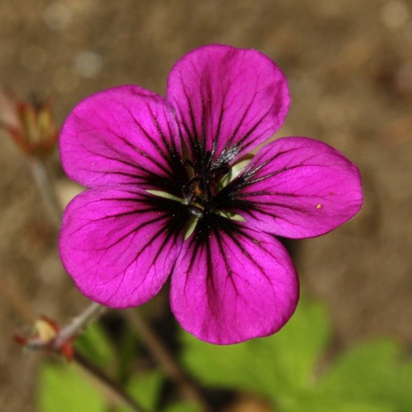 Geranium Ann Folkard - Ooievaarsbek (Bloei)