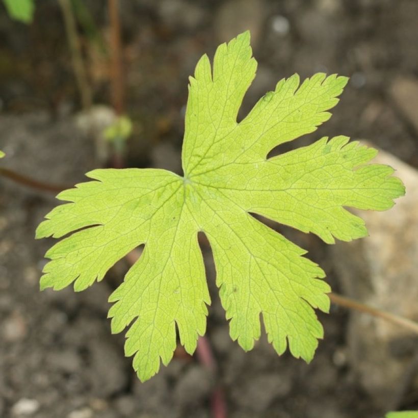 Geranium Ann Folkard - Ooievaarsbek (Blad)