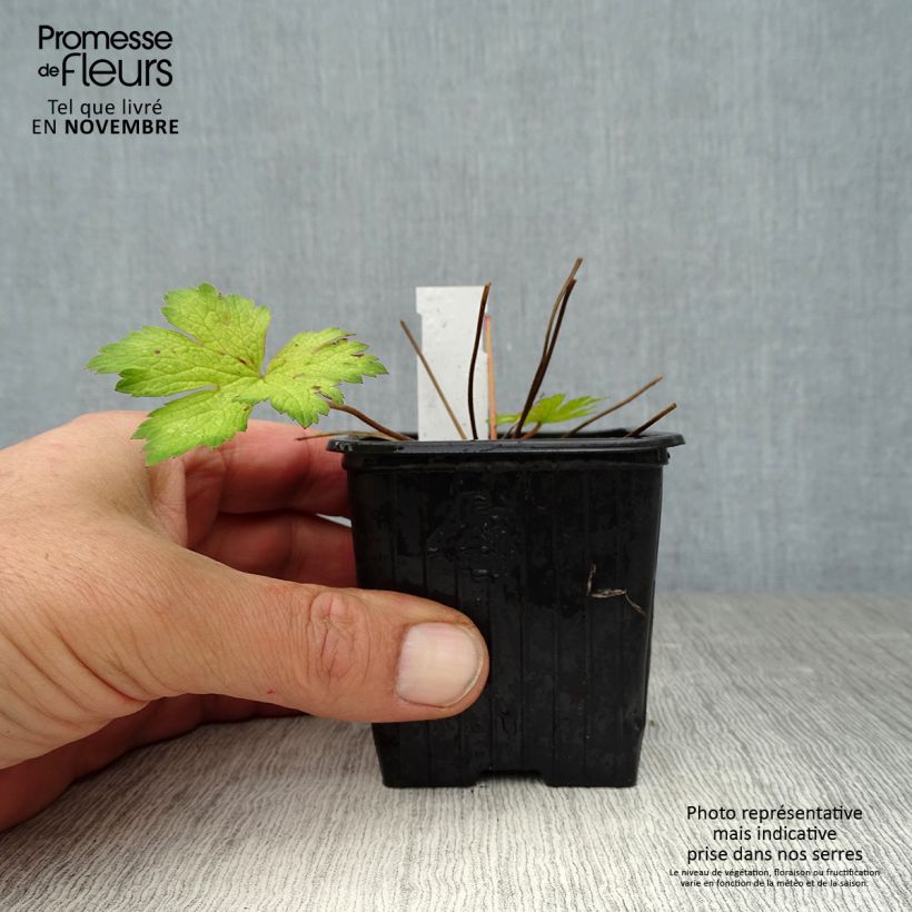 Exemplaar van Geranium Ann Folkard - Ooievaarsbek Kweekpotje van 8/9 cm zoals geleverd in de herfst