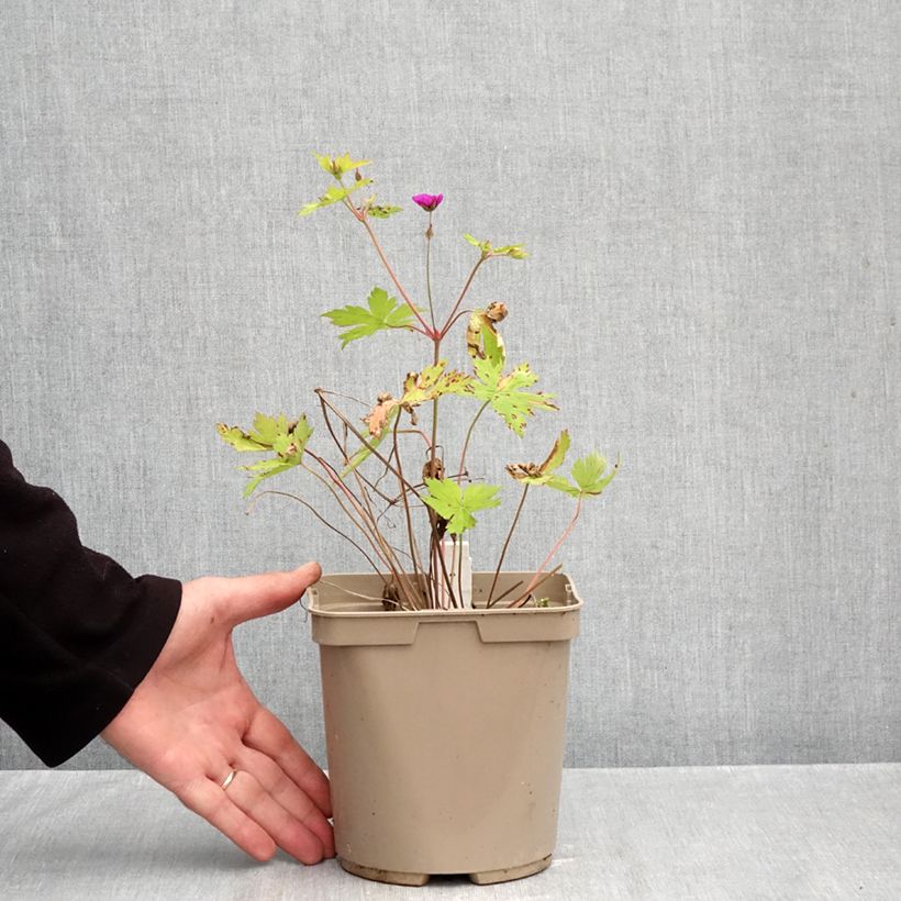 Exemplaar van Geranium Ann Folkard - Ooievaarsbek Pot van 2 l/3 l zoals geleverd in de herfst
