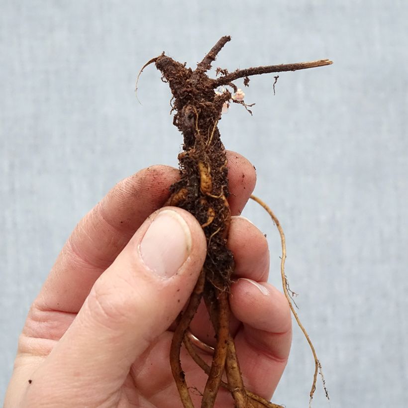 Exemplaar van Geranium Ann Folkard - Ooievaarsbek Naakte wortel zoals geleverd in de winter