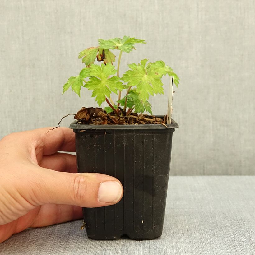 Exemplaar van Geranium Anne's Family Mary Anne - ooievaarsbek Kweekpotje van 8/9 cm zoals geleverd in de zomer