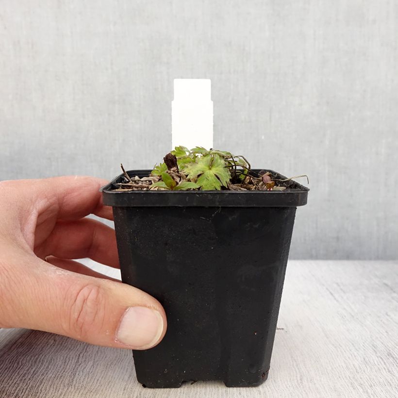 Exemplaar van Geranium Anne's Family Mary Anne - ooievaarsbek Kweekpotje van 8/9 cm zoals geleverd in de lente