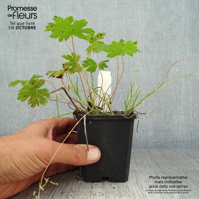 Exemplaar van Geranium Anne Thomson - Ooievaarsbek Kweekpotje van 8/9 cm zoals geleverd in de herfst