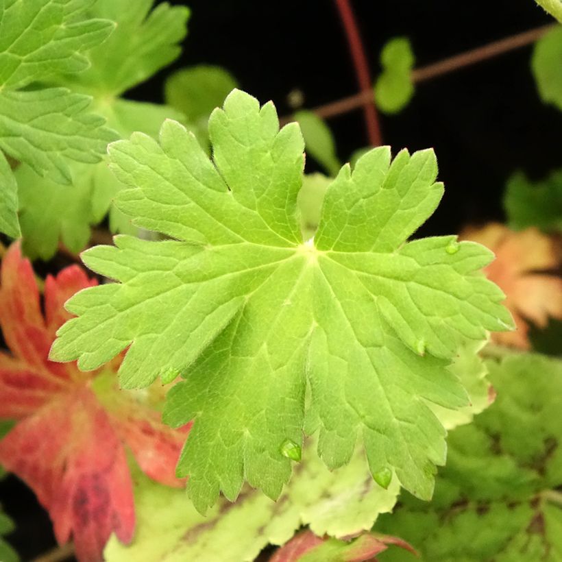 Geranium Anne Thomson - Ooievaarsbek (Blad)