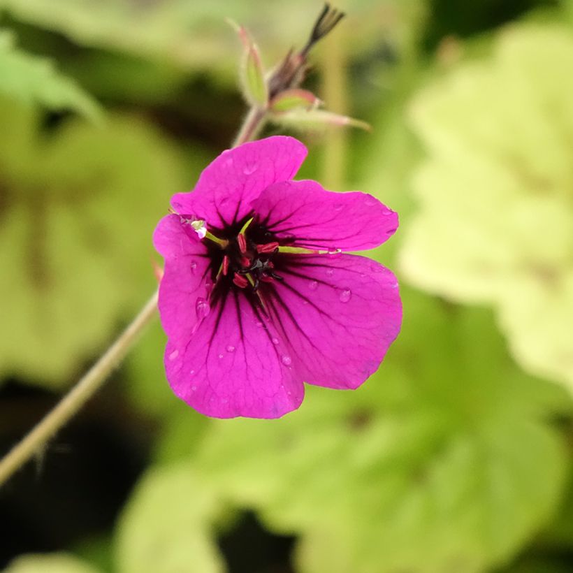 Geranium Anne Thomson - Ooievaarsbek (Bloei)