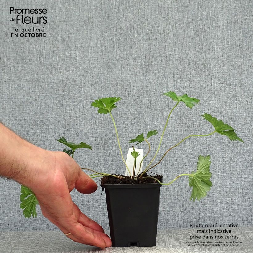 Exemplaar van Geranium wallichianum Azure Rush - Ooievaarsbek Kweekpotje van 8/9 cm zoals geleverd in de herfst