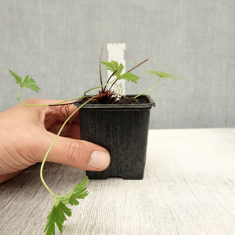 Exemplaar van Geranium collinum Blue Cloud - Ooievaarsbek Kweekpotje van 8/9 cm zoals geleverd in de herfst