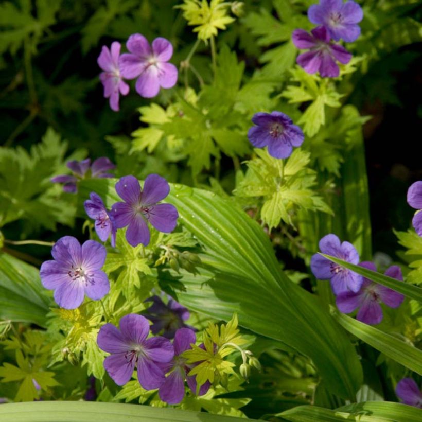 Geranium Blue Sunrise - Ooievaarsbek (Bloei)