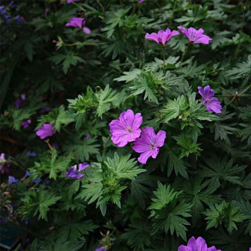 Geranium sanguineum Blushing Turtle - Bloedooievaarsbek (Bloei)