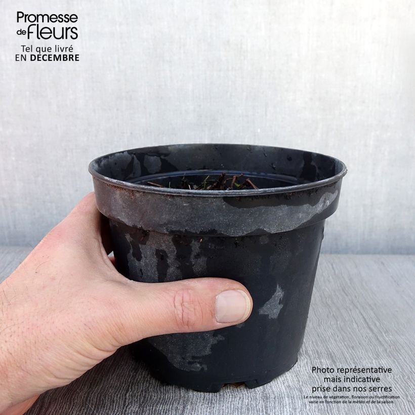Exemplaar van Géranium vivace Blushing Turtle Pot de 2L/3L zoals geleverd in de herfst