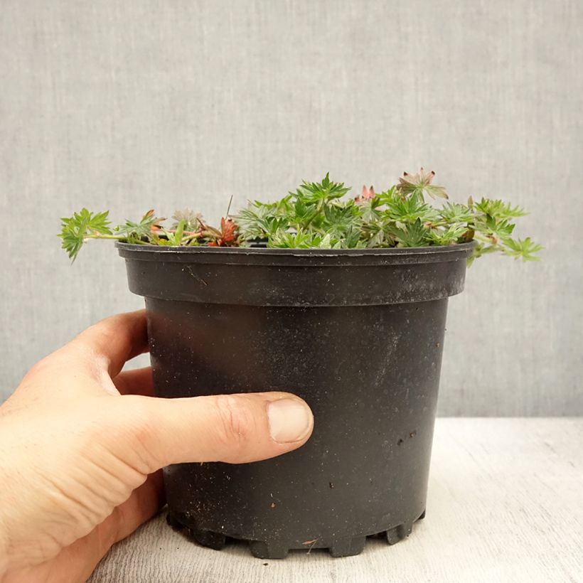 Exemplaar van Geranium sanguineum Blushing Turtle - Bloedooievaarsbek Pot van 2 l/3 l zoals geleverd in de lente