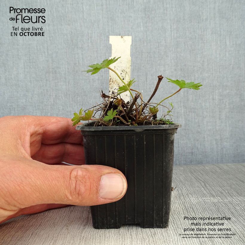 Exemplaar van Geranium sanguineum Blushing Turtle - Bloedooievaarsbek Kweekpotje van 8/9 cm zoals geleverd in de herfst
