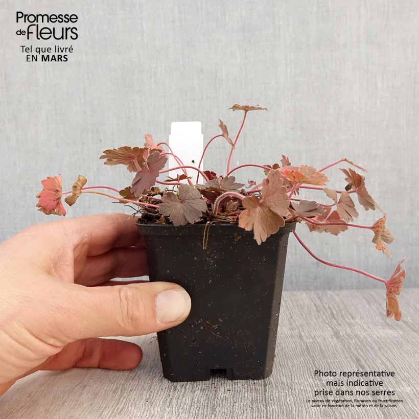 Example of Geranium Bob's Blunder - Ooievaarsbek Kweekpotje van 8/9 cm as you get in printemps