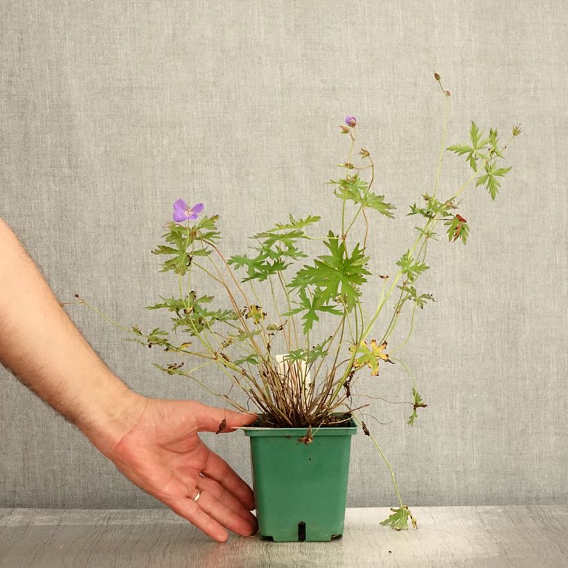 Exemplaar van Geranium Brookside - Ooievaarsbek Pot van 1 l/1,5 l zoals geleverd in de herfst
