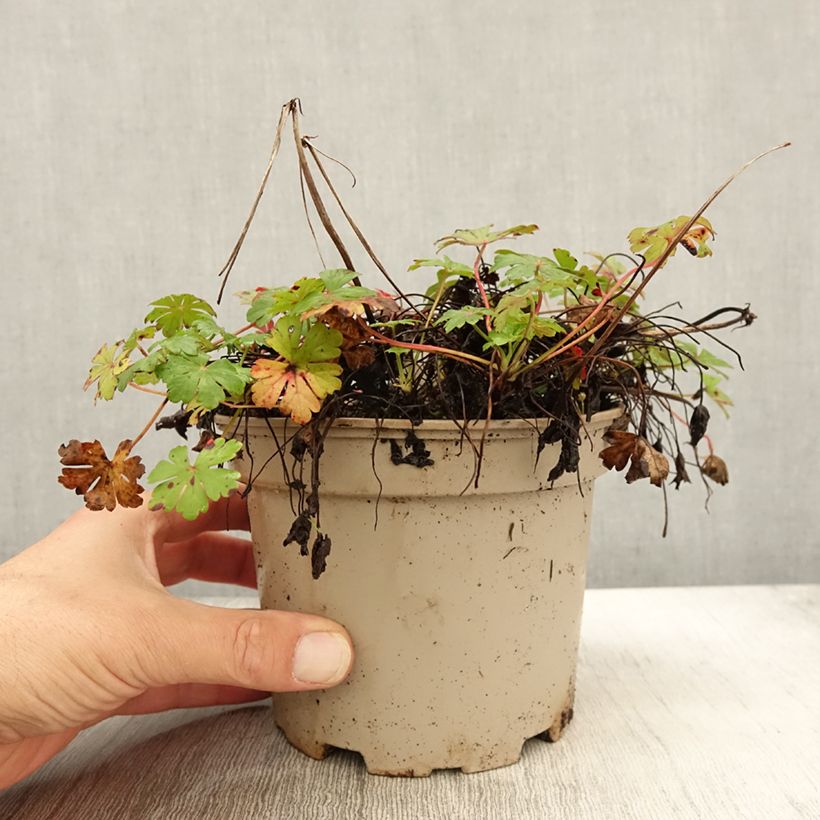 Exemplaar van Geranium cantabrigiense Biokovo - Ooievaarsbek Pot van 2 l/3 l zoals geleverd in de herfst