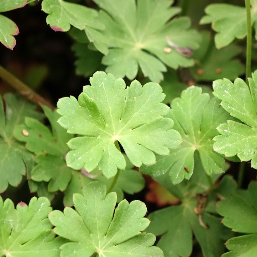 Geranium cantabrigiense Cambridge - Ooievaarsbek (Blad)