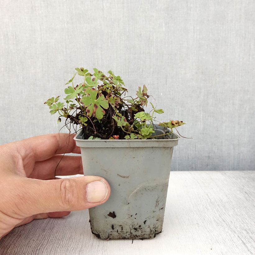 Exemplaar van Geranium cantabrigiense Cambridge - Ooievaarsbek Kweekpotje van 8/9 cm zoals geleverd in de zomer