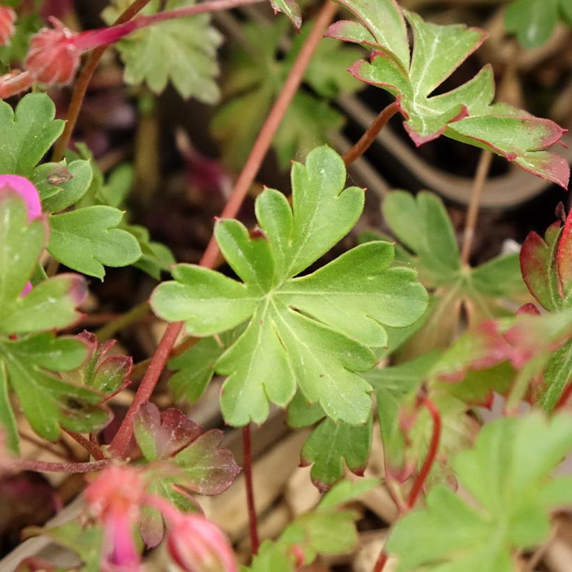 Geranium cantabrigiense Abpp Crystal Rose - Ooievaarsbek roze (Blad)