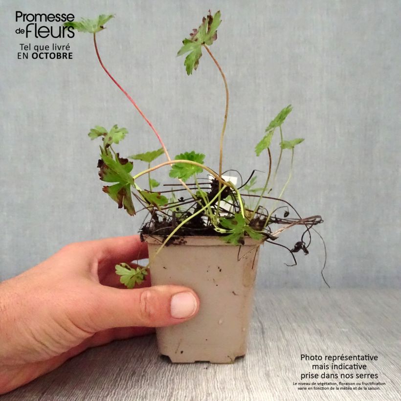 Exemplaar van Geranium cantabrigiense Intense - Ooievaarsbek Intense Kweekpotje van 8/9 cm zoals geleverd in de herfst