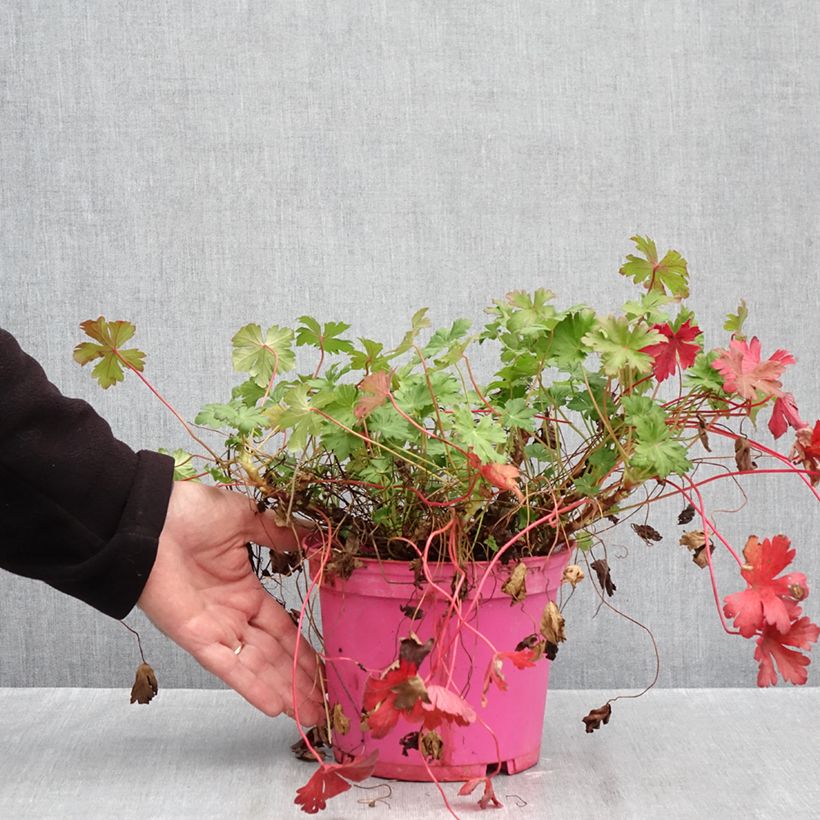 Exemplaar van Geranium cantabrigiense Karmina - Ooievaarsbek Pot van 2 l/3 l zoals geleverd in de herfst