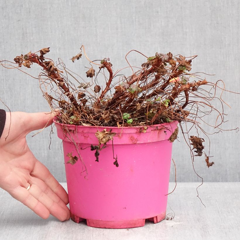 Exemplaar van Geranium cantabrigiense Karmina - Ooievaarsbek Pot van 2 l/3 l zoals geleverd in de winter
