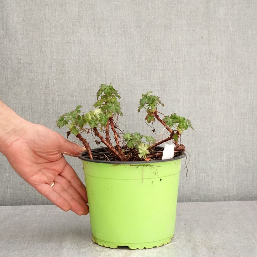 Exemplaar van Geranium cantabrigiense Karmina - Ooievaarsbek Pot van 2 l/3 l zoals geleverd in de lente