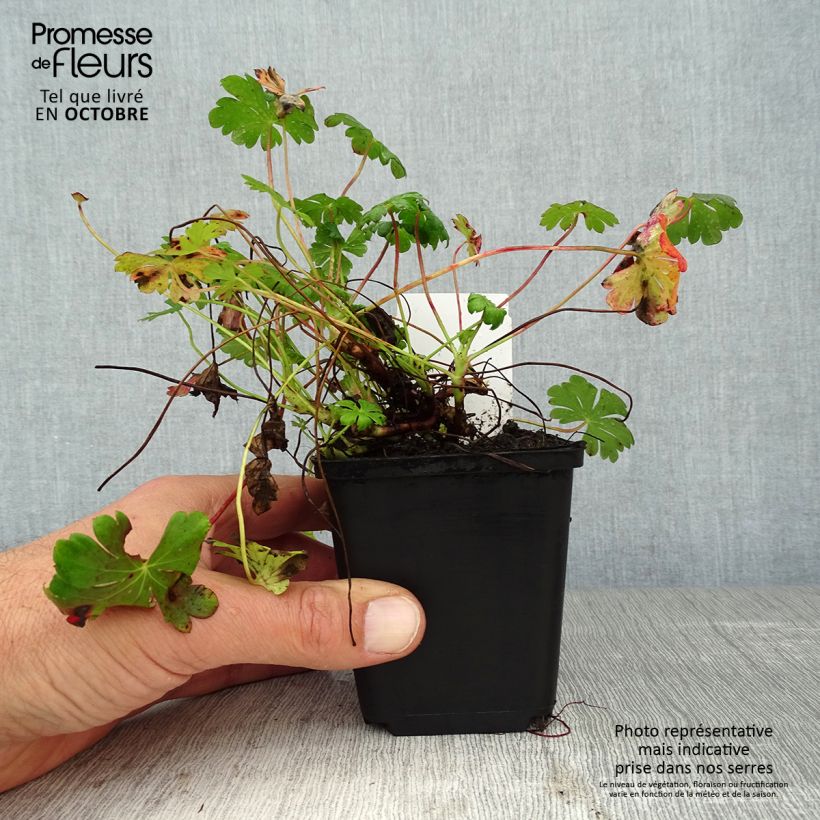 Exemplaar van Geranium cantabrigiense St Ola - Ooievaarsbek Kweekpotje van 8/9 cm zoals geleverd in de herfst