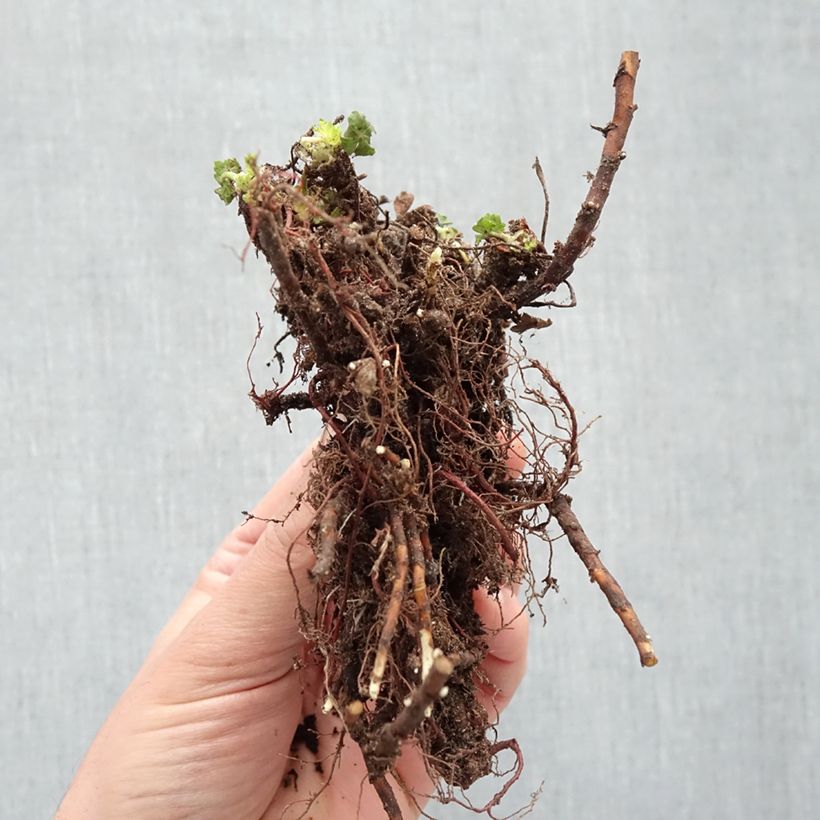 Exemplaar van Geranium cantabrigiense St Ola - Ooievaarsbek Naakte wortel zoals geleverd in de winter