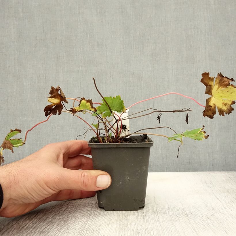 Exemplaar van Geranium psilostemon Catherine Deneuve - Armeense ooievaarsbek Kweekpotje van 8/9 cm zoals geleverd in de herfst