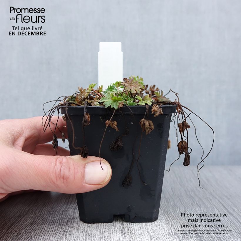 Exemplaar van Geranium cinereum Ballerina - Ooievaarsbek Kweekpotje van 8/9 cm zoals geleverd in de herfst