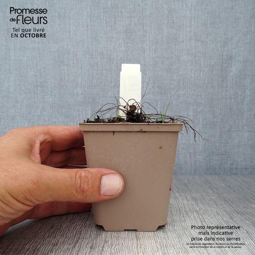 Exemplaar van Geranium cinereum Carol - Ooievaarsbek Kweekpotje van 8/9 cm zoals geleverd in de herfst