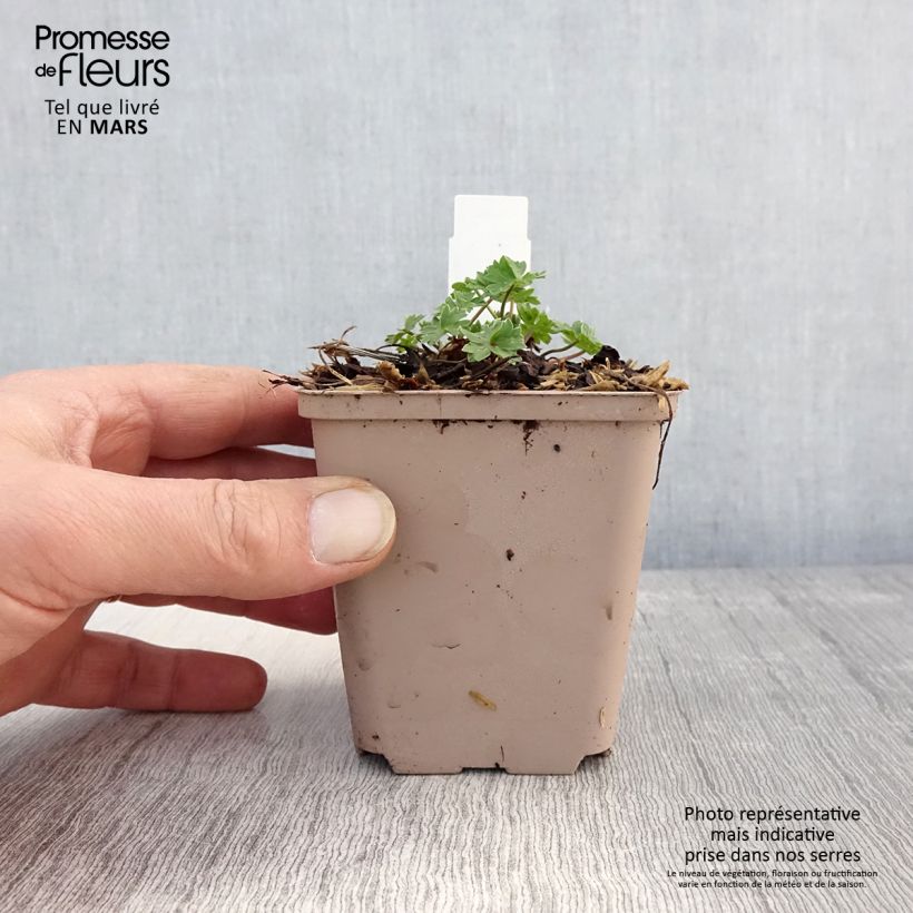 Exemplaar van Geranium cinereum Carol - Ooievaarsbek Kweekpotje van 8/9 cm zoals geleverd in de lente