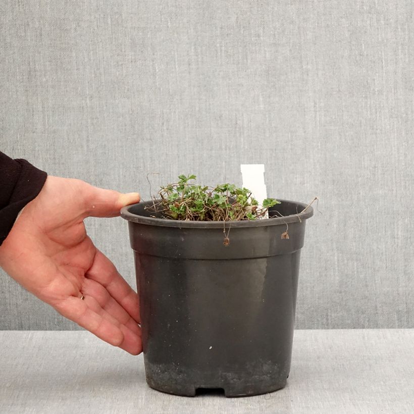 Exemplaar van Geranium cinereum Jolly Jewel Night - Ooievaarsbek Pot van 2 l/3 l zoals geleverd in de lente